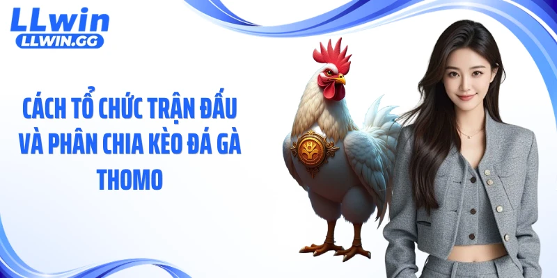 Cách tổ chức trận đấu và phân chia kèo đá gà Thomo
