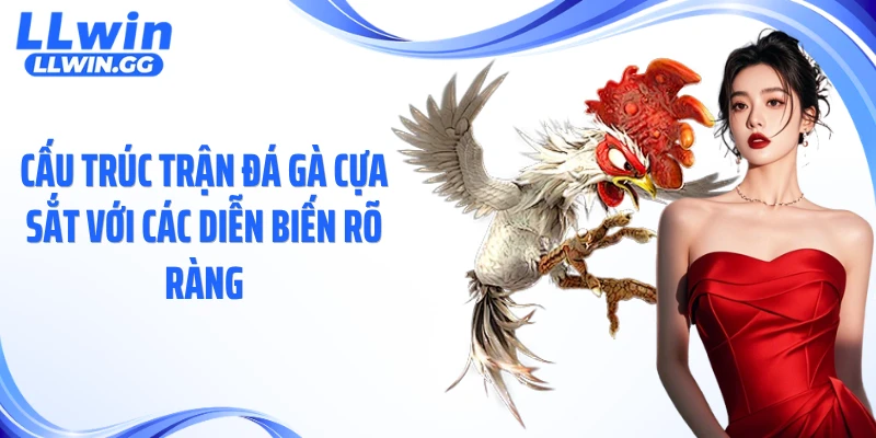Cấu trúc trận đá gà cựa sắt với các diễn biến rõ ràng