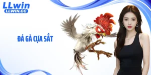 Đá Gà Cựa Sắt: Nhịp Độ Trận Đấu Gây Choáng Tại LLWIN