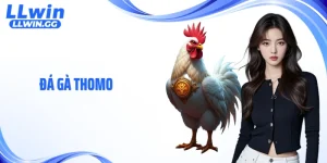 Đá Gà Thomo Tại LLWIN - Cấu Trúc Thi Đấu Thực Chiến