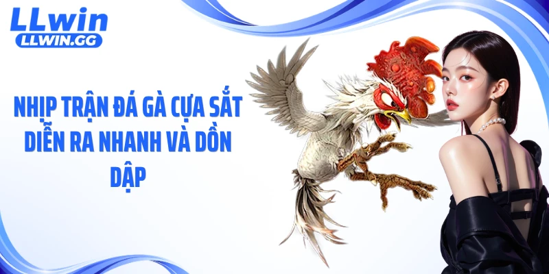 Nhịp trận đá gà cựa sắt diễn ra nhanh và dồn dập