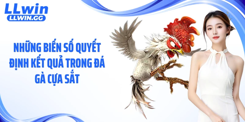 Những biến số quyết định kết quả trong đá gà cựa sắt