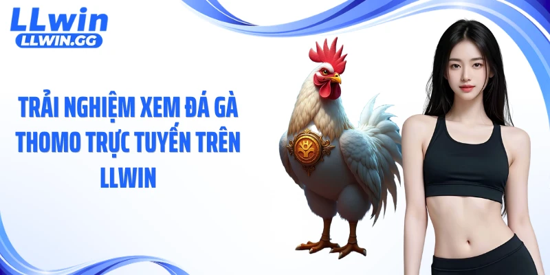 Trải nghiệm xem đá gà Thomo trực tuyến trên LLWIN